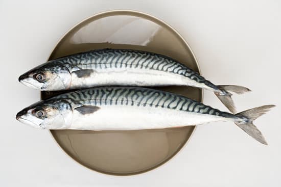 Indian mackerel fry
